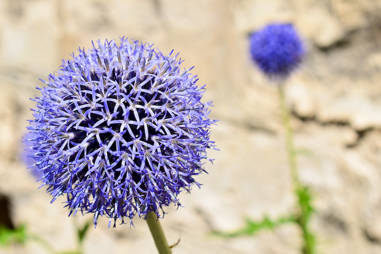 A close-up of a vibrant purple globe thistle in full bloom, set against a soft, blurred stone background. The intricate, spiky structure of the flower creates a striking focal point, with a second globe thistle subtly visible in the background. The composition emphasizes natural beauty and detail. Captured on a Nikon D5300 digital camera. A work by John Paglia.