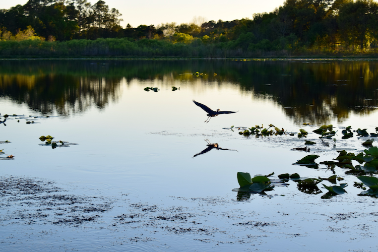 A serene pond scene at sunset, featuring a graceful bird in mid-flight above calm, reflective waters. The bird's silhouette and its mirrored reflection create a striking focal point amidst scattered lily pads and the golden hues of the surrounding trees. The composition captures the tranquility and fleeting beauty of nature. Captured on a Nikon D5300 digital camera. A work by John Paglia.
