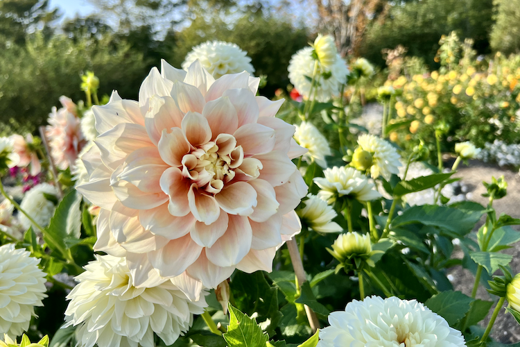 Close-up of a peach dahlia in full bloom, surrounded by soft white petals, symbolizing nature's elegance.