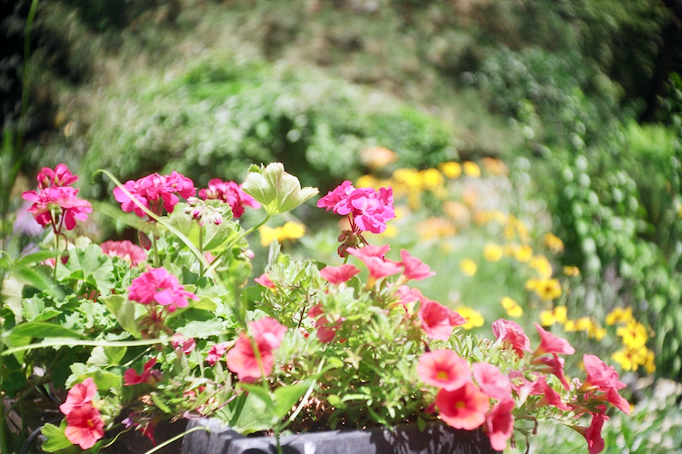 A vibrant close-up of pink geraniums in full bloom, set against a soft, blurred background of green foliage and scattered yellow flowers. The warm sunlight highlights the delicate petals, creating a lively and cheerful garden scene. The colorful composition evokes the essence of summer. Captured on an Argus C3 camera with Kodak Gold film. A work by John Paglia.
