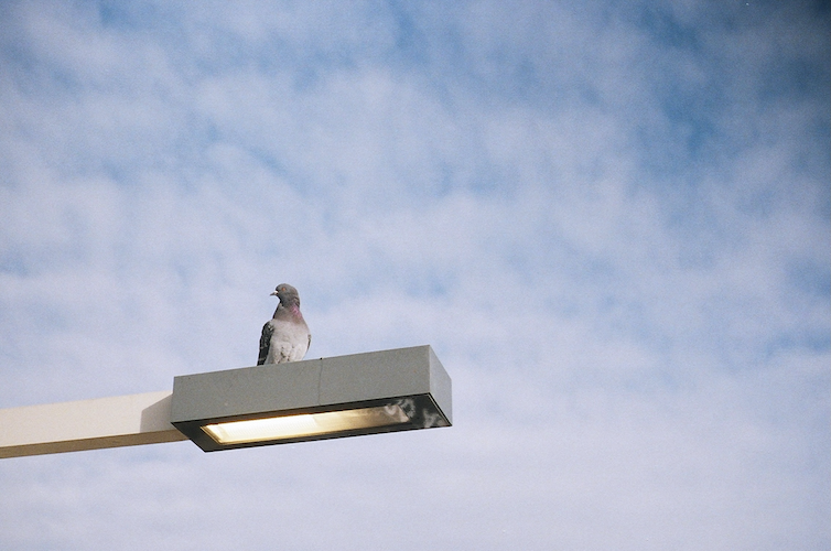 A lone pigeon perched atop a modern streetlight in Astoria, New York, at 30th Avenue. The bird's subtle iridescent feathers shimmer against a backdrop of soft, textured clouds and a vibrant blue sky, embodying urban serenity. Captured on an Argus C3 camera with Kodak Ektar film. A work by John Paglia.