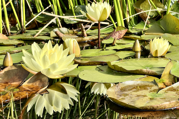 Yellow water lilies bloom gracefully on a pond, surrounded by vibrant green lily pads and tall aquatic plants. The delicate petals catch the sunlight, creating a serene and luminous atmosphere. Reflections on the water add depth and tranquility to the composition. Shot on iPhone. A work by John Paglia.