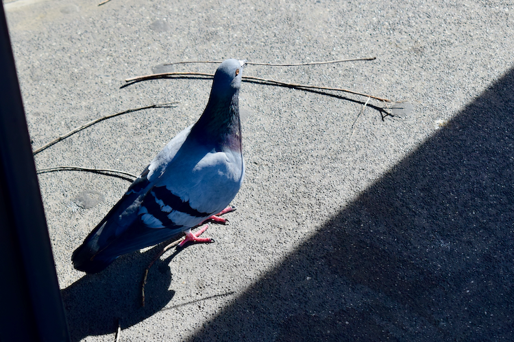 A solitary pigeon standing on a sunlit concrete surface, its vibrant plumage highlighted by the interplay of light and shadow. The bird holds a slender twig in its beak, adding a sense of purpose to its urban environment. Captured on a Nikon D5300 digital camera. A work by John Paglia.