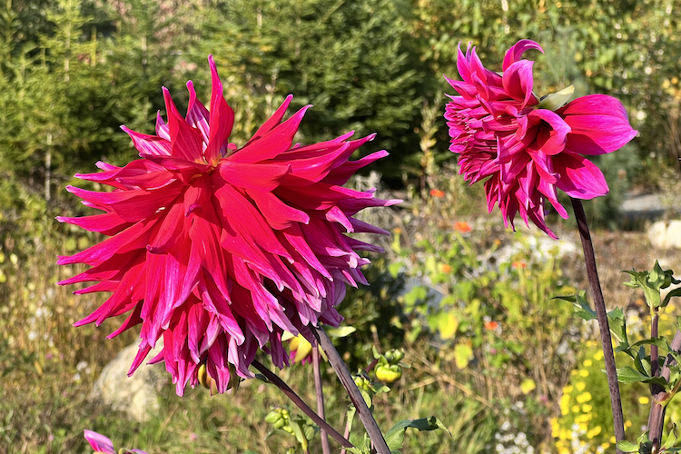 Vibrant pink dahlias bloom in radiant sunlight, their intricate petals fanning out with a fiery elegance. Set against a backdrop of lush greenery and a hint of wildflowers, the scene captures the dynamic beauty of nature in full flourish. Shot on iPhone. A work by John Paglia.