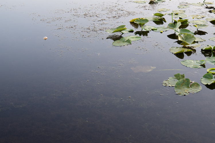 A tranquil pond scene featuring floating lily pads and delicate ripples on the water's surface. Subtle aquatic plants and reflections create a serene and meditative atmosphere, emphasizing the stillness and depth of nature. Captured on a Nikon D5300 digital camera. A work by John Paglia.