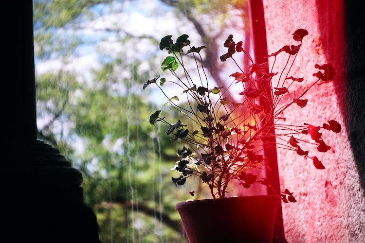 A vibrant potted plant sits by a window, its delicate stems and leaves illuminated by natural light. A striking red light flare adds a dramatic element to the image, contrasting with the lush greenery outside the window. The interplay of shadows and highlights evokes a serene yet dynamic atmosphere. Captured on an Argus C3 camera with Kodak Ektar film. A work by John Paglia.