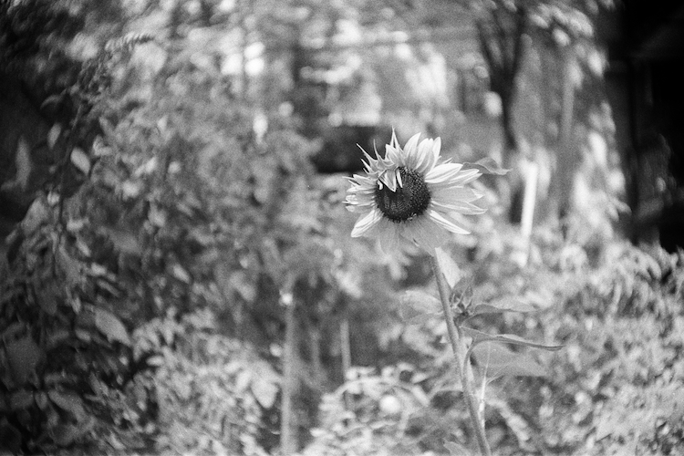 A black-and-white photograph of a single sunflower in focus, standing tall amidst a blurred natural background. The contrast emphasizes the intricate details of the sunflower's petals and seeds while the surroundings dissolve into soft, abstract textures. The composition captures the enduring beauty of nature in monochrome. Captured on an Argus C3 camera with Ilford HP5 Plus film. A work by John Paglia.