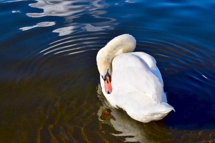 A serene white swan preening in the calm waters of Hyde Park, London, surrounded by soft ripples and vivid reflections of the blue sky and clouds. The sunlight accentuates the swan's elegant feathers, creating a tranquil and picturesque moment in nature. Perfect for themes of wildlife photography, urban parks, and natural beauty. Captured on a Nikon D5300 digital camera. A work by John Paglia.