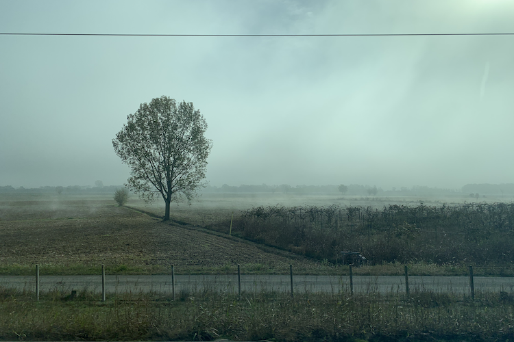 A serene rural landscape near Turin, Italy, featuring a solitary tree standing amidst foggy fields. The faint mist adds a soft, ethereal quality to the scene, while a narrow road and a wire fence in the foreground provide a sense of depth. The muted tones and minimal composition evoke a peaceful, contemplative atmosphere. Shot on iPhone. A work by John Paglia.