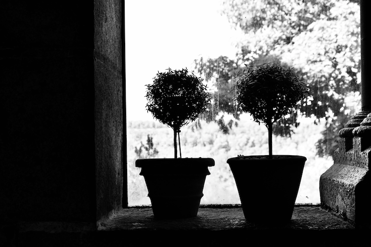 A black-and-white photograph of two potted topiary trees silhouetted against a sunlit window. The intricate shapes of the trees contrast with the blurred natural scenery outside, creating a serene and timeless composition. The stone windowsill and architectural details frame the scene, emphasizing its quiet elegance. Captured on a Nikon D5300 digital camera. A work by John Paglia.