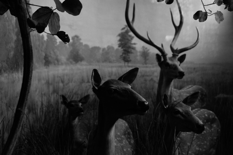 A black-and-white photograph of a diorama at the Natural History Museum in New York. The scene depicts lifelike deer, including a stag with prominent antlers, set amidst tall grass in a tranquil meadow. In the foreground, foliage frames the composition, adding depth to the image. The background features a painted landscape of distant trees under a softly illuminated sky, creating a serene and timeless atmosphere. Captured on a Nikon D5300 digital camera. A work by John Paglia.