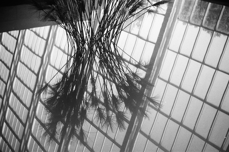 Black-and-white photograph of reeds reflected in water at the Metropolitan Museum of Art's Gallery 131, home to the Temple of Dendur. The vertical reeds create a symmetrical reflection in the still water, while the geometric grid of the gallery's large windows forms a striking backdrop, emphasizing the interplay of natural and architectural elements. The composition captures a serene and contemplative atmosphere, highlighting the fusion of ancient and modern aesthetics. Captured on an Argus C3 camera with Ilford HP5 Plus film. A work by John Paglia.